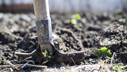 Ивнянские растениеводы завершили высадку подсолнечника и однолетних трав