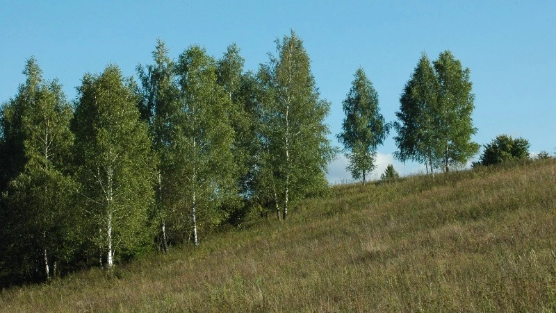 Пожароопасный сезон стартовал в Белгородской области 