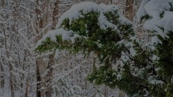 Снег и порывы ветра до 18 м/с придут в Белгородскую область
