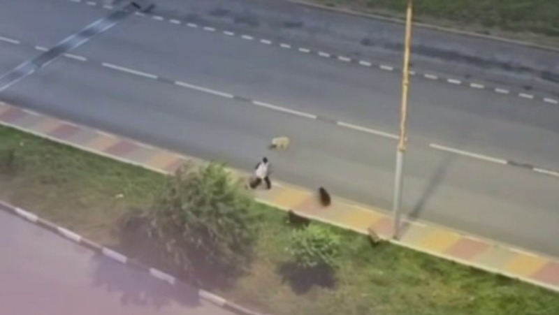 Гладков отреагировал на видео с нападением собак на ребёнка в Белгороде 