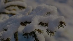 Температура воздуха в Белгородской области снизится до -12