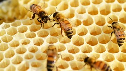Ивнянцы открыли музей мёда