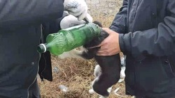 Инспекторы Экоохотнадзора спасли щенка с бутылкой на голове в Белгородской области 