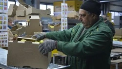 Умная линия. Ивнянская компания запустила новое оборудование по сортировке фруктов