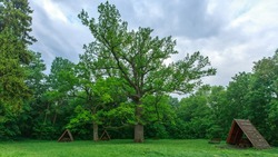  Шебекинский дуб-старожил может стать главным деревом страны 