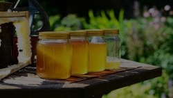 Пчеловоды Белгородской области собрали свыше 1000 тонн мёда