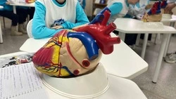 Секрет долголетия. Как сохранить здоровое сердце