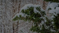 Снег вернётся в Белгородскую область в последнюю неделю декабря 