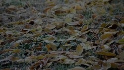 До 7 градусов мороза ожидается в Белгородской области ночью 15 ноября 