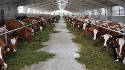 Прирост производства молока в Белгородской области составил более 32 тысяч тонн