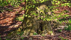 На защите леса и Родины. Как работники Ивнянского лесничества внесли свой вклад в Победу