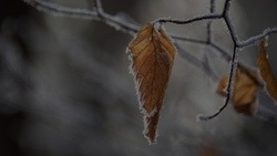 Осадки в виде дождя и мокрого снега выпадут в Белгородской области 13 декабря