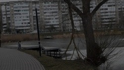 Сильный ветер поломал деревья на набережной в Белгороде