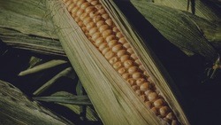  Зерновая кукуруза наращивает поток урожая