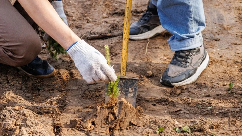 Белгородская область вошла в пятерку лидеров всероссийской акции «Сохраним лес» в 2025 году