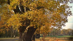 Ивняский дуб вошёл в Национальный реестр старовозрастных деревьев.