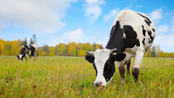 Белгородстат признал регион лучшим в ЦФО по производству мяса и молока