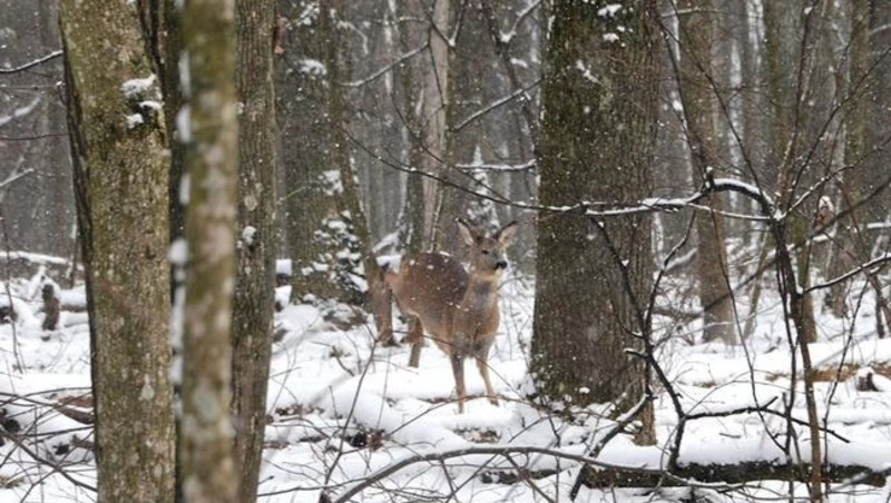 Охотинспекторы начнут обновлять данные о проживающих в белгородских лесах диких животных 
