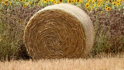 Ивнянские аграрии убрали около половины ранних зерновых