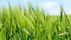 Ивнянские аграрии пересеют почти половину озимой пшеницы