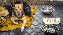 Зоозащитники оказали помощь в улучшении условий содержания собак в Комсомольском