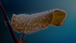 Морозы до -16 градусов придут в Белгородскую область 