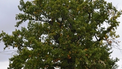 Дуб из Ивни вошёл в нацреестр старовозрастных деревьев России