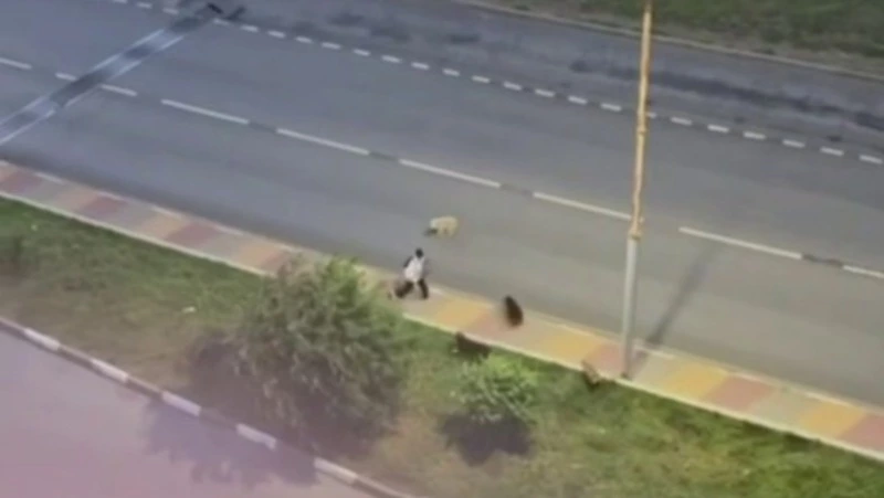 Гладков отреагировал на видео с нападением собак на ребёнка в Белгороде 
