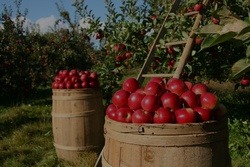 От урожая до урожая. Как во «Владимировском саду» применяют современные технологии хранения