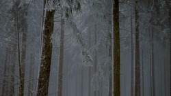 Туман и снег с дождём ждут белгородцев 27 декабря