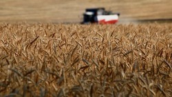 Белгородские аграрии убрали более 3 млн зерновых в этом году