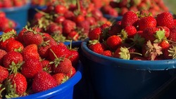 Конкурсная комиссия определила самую большую ягоду на фестивале «Клубничная страна»