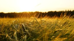 Белгородские аграрии приступили к уборке ранних зерновых 