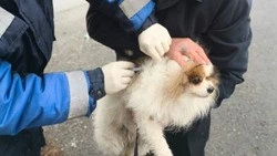 Более 400 тыс. голов животных вакцинировано против бешенства в Белгородской области в 2025 году