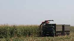 Ивнянские растениеводы убрали 938 га кукурузы на силос