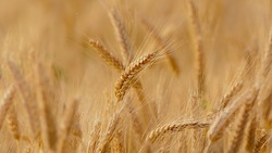 Специалисты убрали более 20% зернового урожая в регионе
