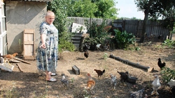 Люблю птицу. Как беженка из Донецкой области Украины занялась выращиванием кур в Ивне