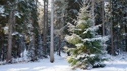 Экологическая акция «Ёлочка, живи!» стартовала в Белгородской области