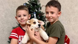 Вячеслав Гладков подарил пострадавшей от обстрела в Белгороде семье щенка корги