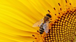 Пасечники региона смогут добиться возмещения убытков от гибели пчёл через суд