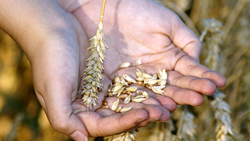 Белгородские аграрии побили областной рекорд по сбору зерна