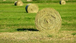 Большинство ивнянских земледельцев завершили косьбу многолетних трав