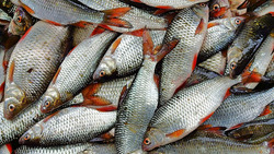Запретные сроки на рыболовство продляться с 1 апреля по 10 июня