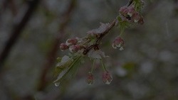 Снег с дождём и лёгкий мороз ожидаются в Белгородской области 30 марта 