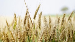Белгородцы смогут подать заявку на аккредитацию для проведения интервенций на рынке зерна