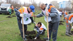 Белгородцы высадят более 50 тысяч деревьев и кустарников сегодня на территории региона
