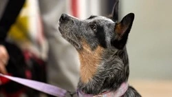 Памятка об ответственном и гуманном обращении с животными