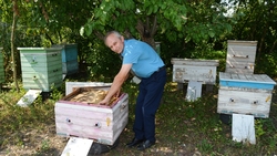 «Сотовая связь» семьи Яковенко. Как новенский учитель овладел секретами пчеловодства
