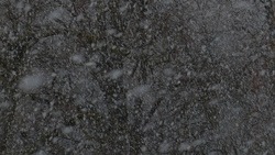Мокрый снег и ветер с порывами до 17 м/с ждут белгородцев 28 декабря